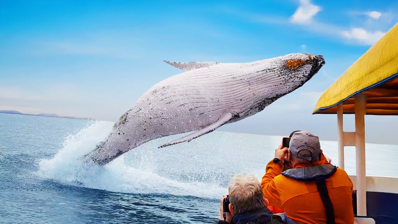 Most Incredible Animal Encounters of All Time