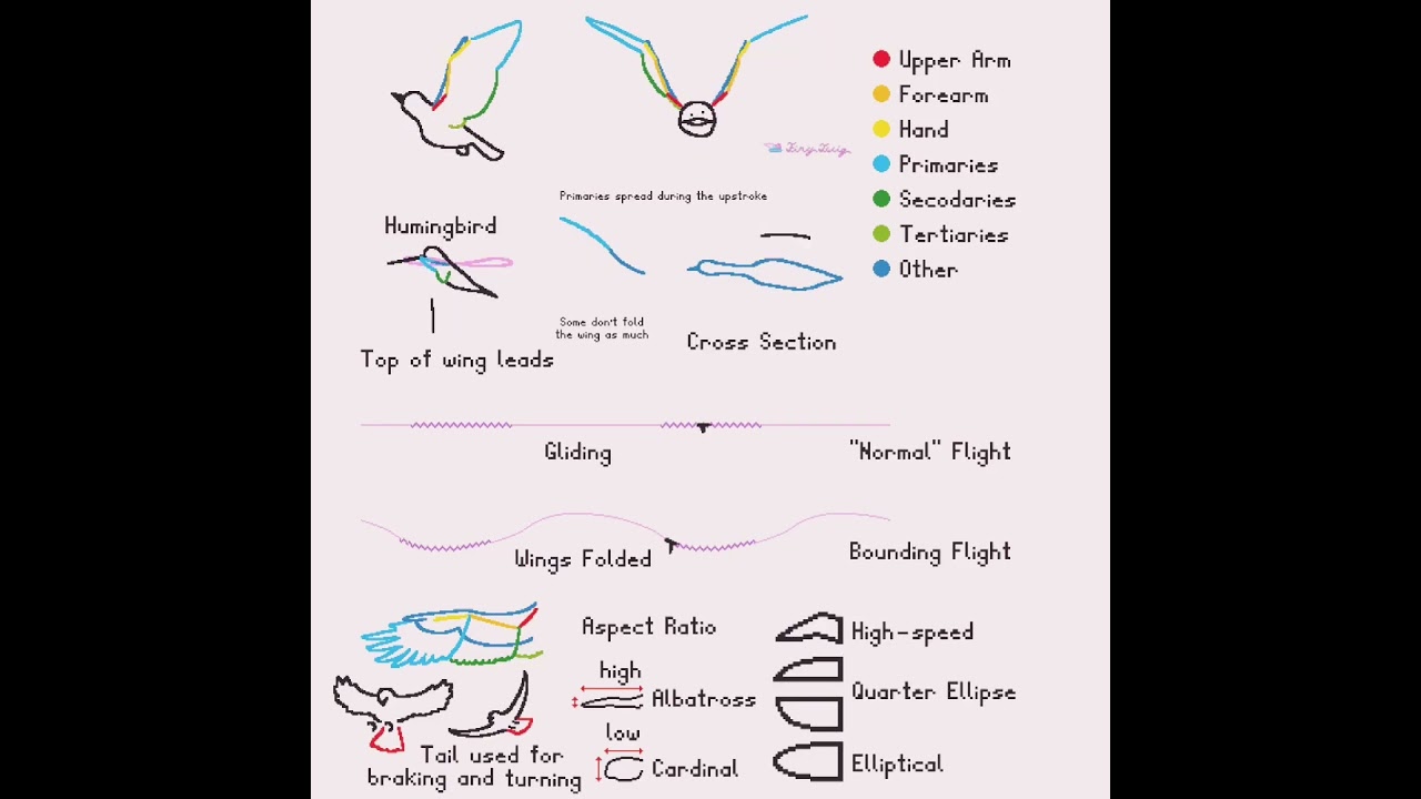 Bird Flight Animation: Flapping Tutorial π¦