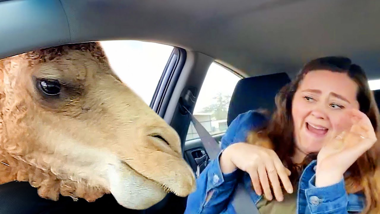 Top Internet Moments of 2024 ๐