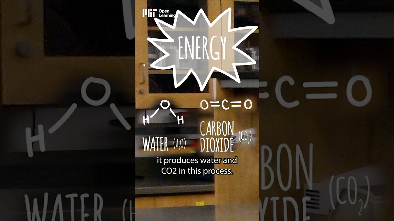 Can we engineer our bodies to need less oxygen? #science #scienceexplained #biology #stemeducation