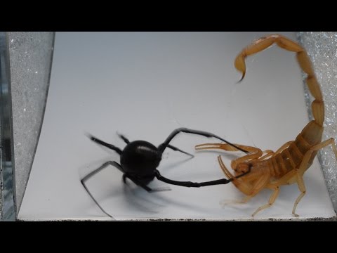 Scorpion vs. Black Widow (Warning: May be disturbing to some viewers)