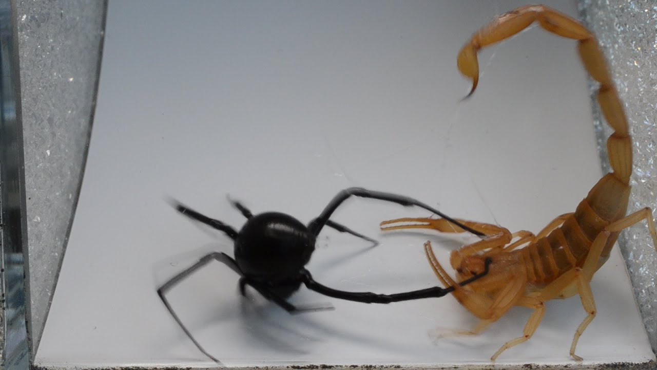 Epic Showdown: Scorpion vs. Black Widow π¦π·οΈ β Who Reigns Supreme?