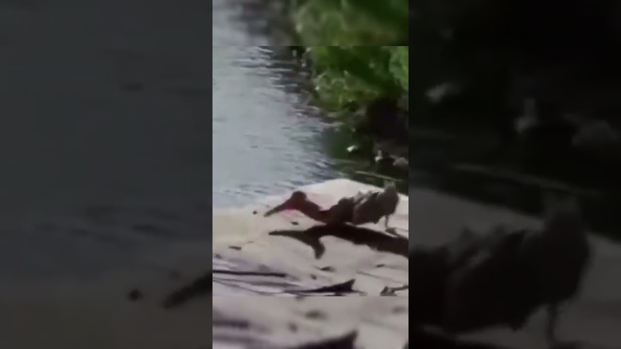 Real Mermaid Sightings 🌊