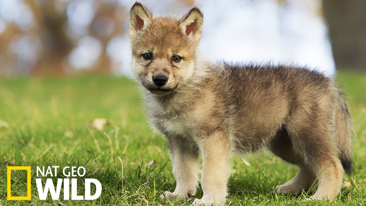 Bébé loup - Destination Wild