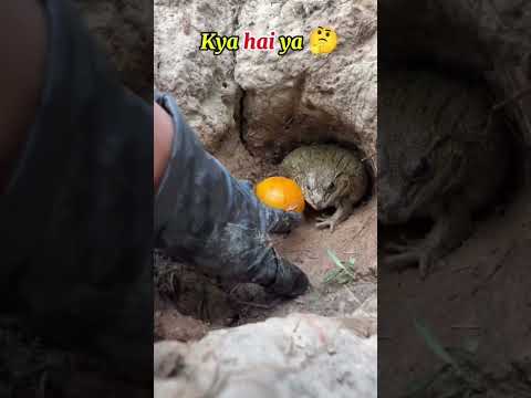 Kya hai ya 🤔 wait for the end #funny #funnycilpcomedyskits