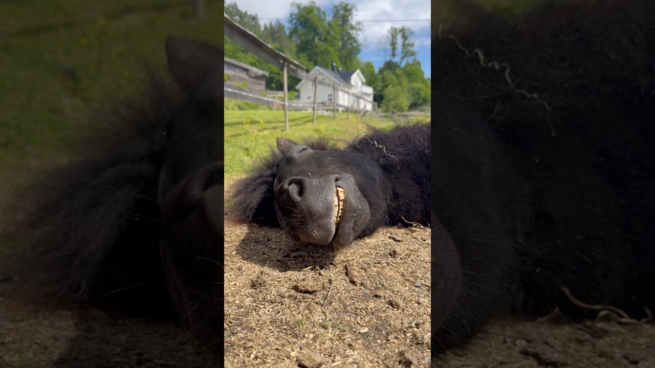 Cute Sleeping Pony 🐴 #shorts