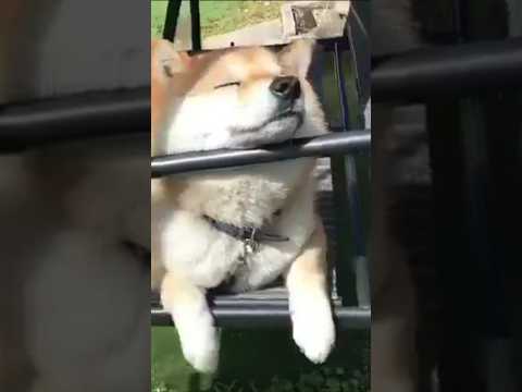 Супер Настроение! #Shorts #Dog #Cat