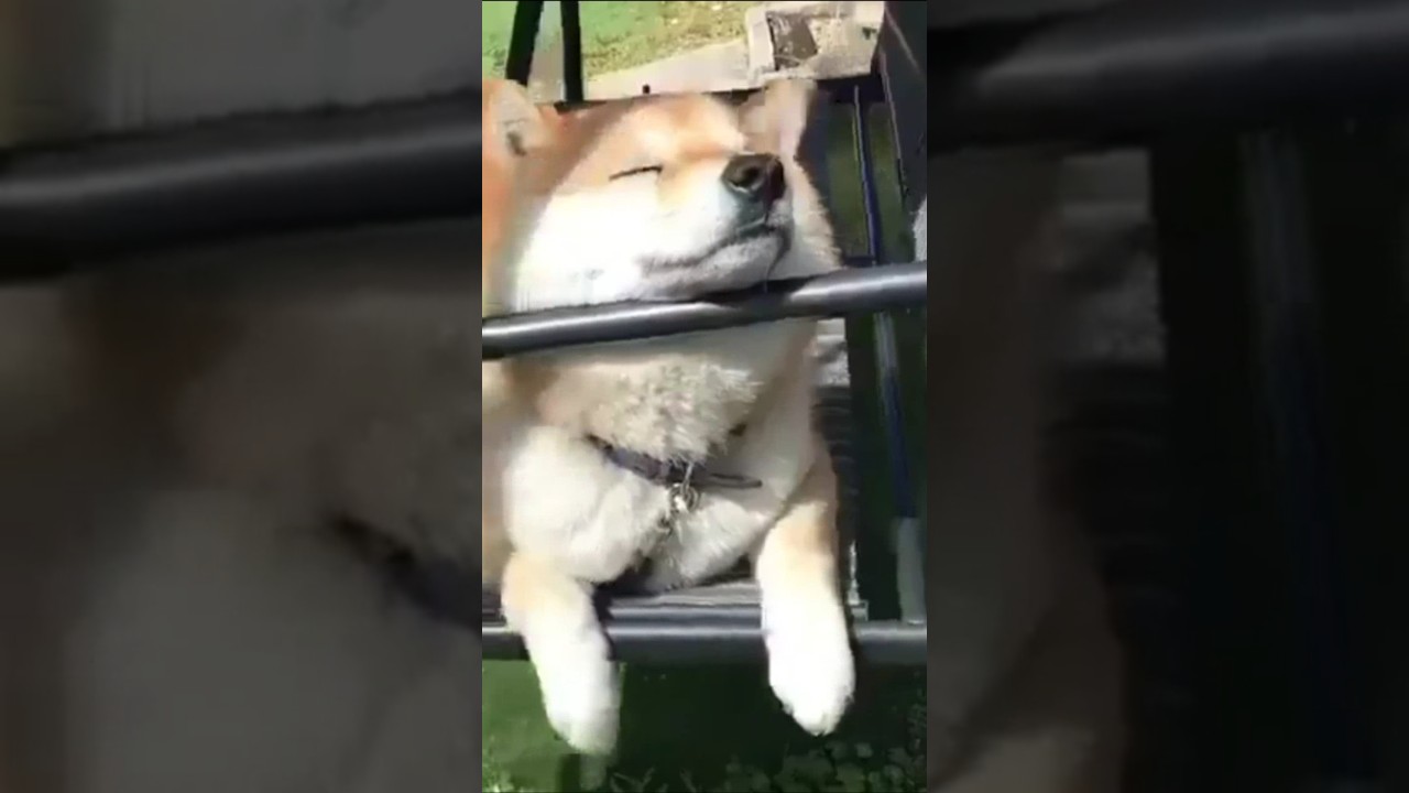 Лучшие моменты: Забавные коты и собаки в одном видео! 🐾