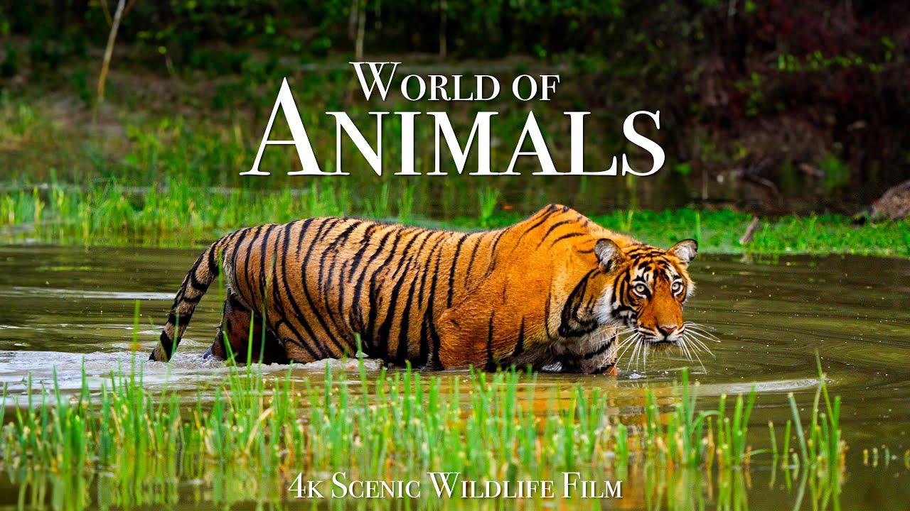 Animal World 4K: Scenic Wildlife & Calming Music 🐾