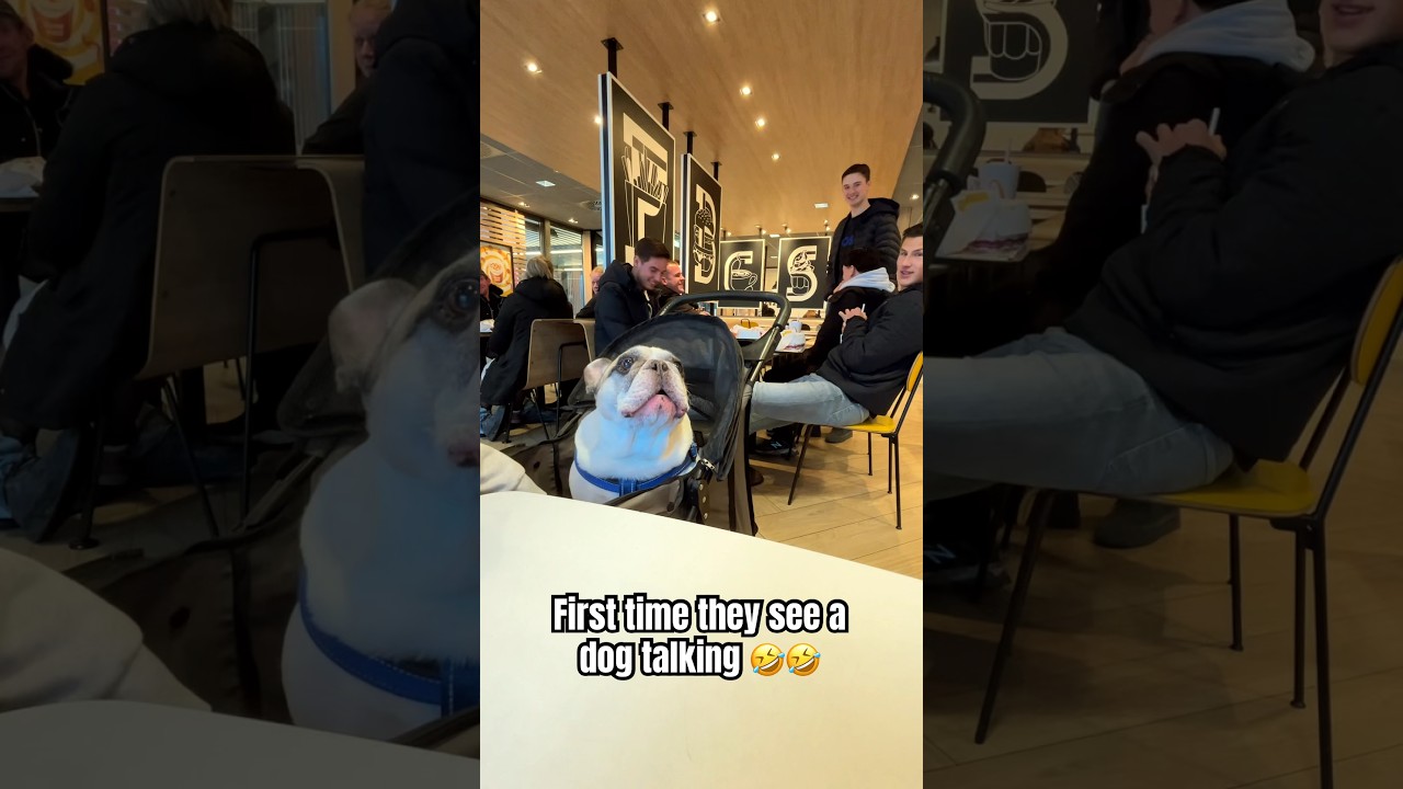 Talking Frenchie Goes Viral! 🐶