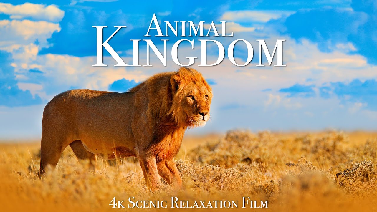Animal Kingdom 4K: Scenic Wildlife & Calming Music π¦