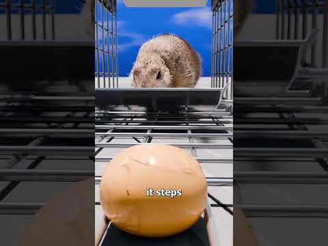 How A Squirrel Trap Works 🤔