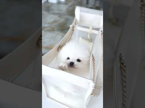 ✨ New arrivals ✨ Come say hi 👋 #pomeranian #teacup #puppies #smalldog #viralvideo