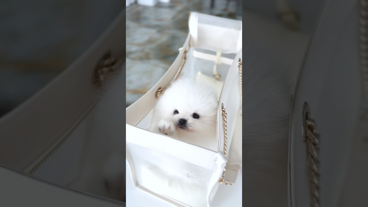 Adorable New Pomeranian & Teacup Puppies Are Here! 🐶