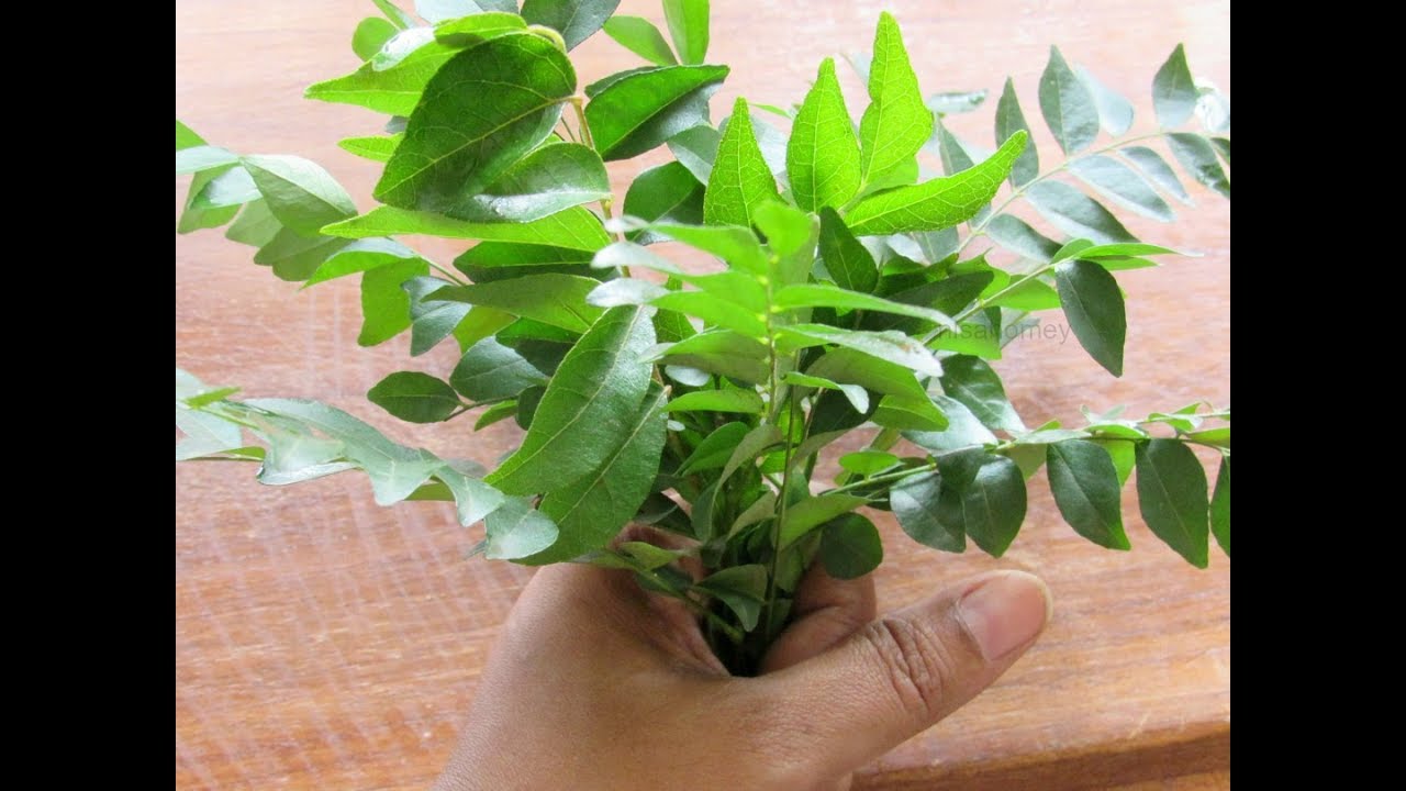 Keep Curry Leaves Fresh for a Month 🥬