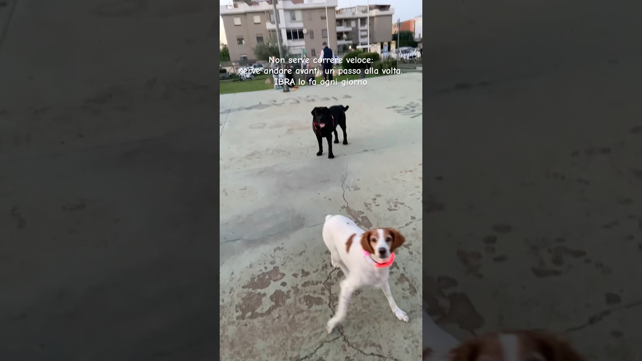 Andare avanti insieme a loro 🐶