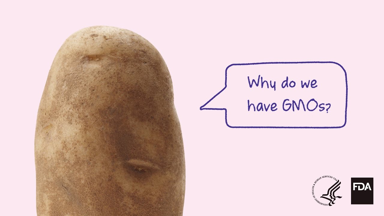 Why Do We Have GMOs? 🌱