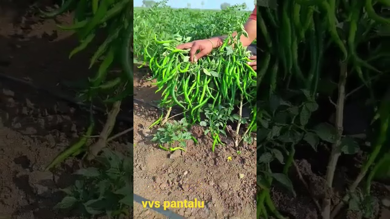 విరగ కాసిన మిరప: అత్యధిక దిగుబడి 🌶️