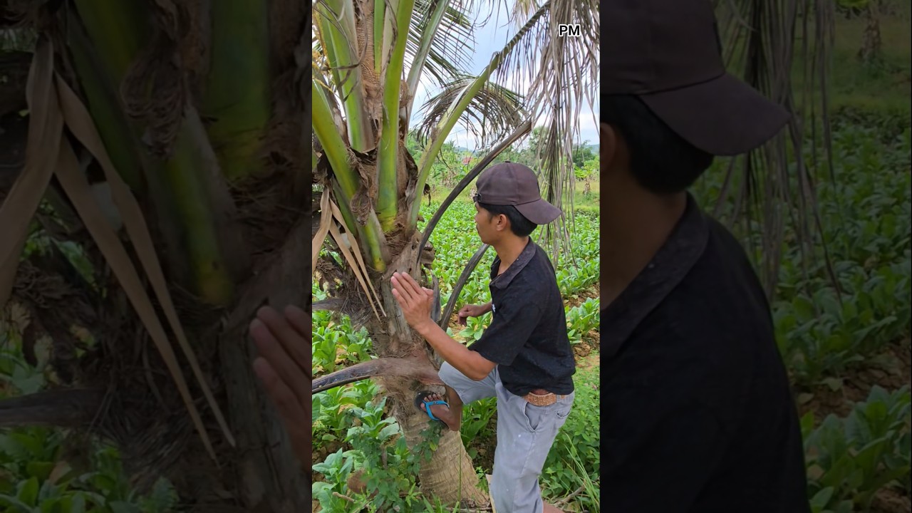 Hewan Lucu di Pohon Kelapa Sawit 🌴