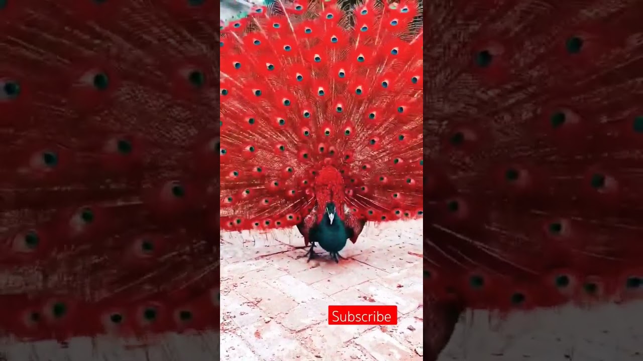 Keindahan dan Suara Burung Merak 🦚