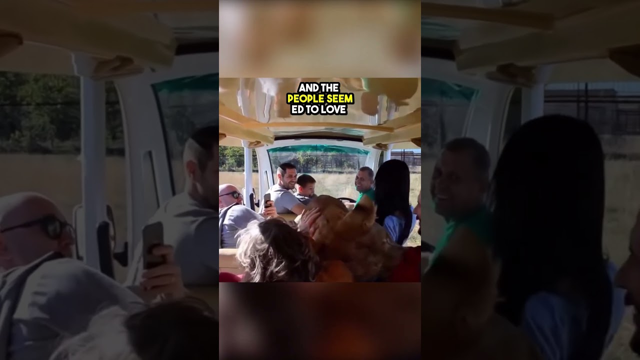 Lion Seeks Hugs ❤️