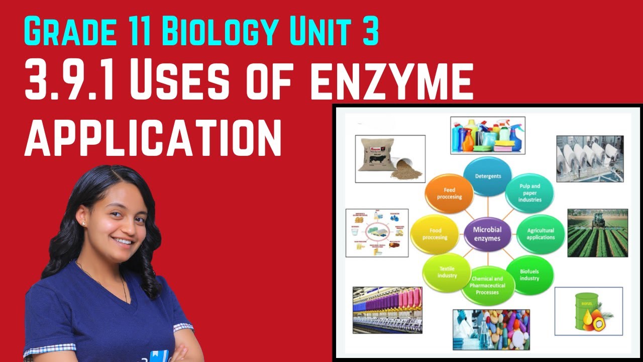 Grade 11 Biology Unit 3: 3.9.1 Uses of enzyme application | Saquama