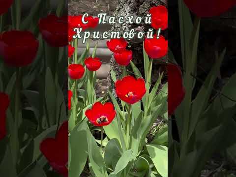 С Пасхой Христовой! Песня Ангел белоснежный! #максимсоколов #душевныепесни