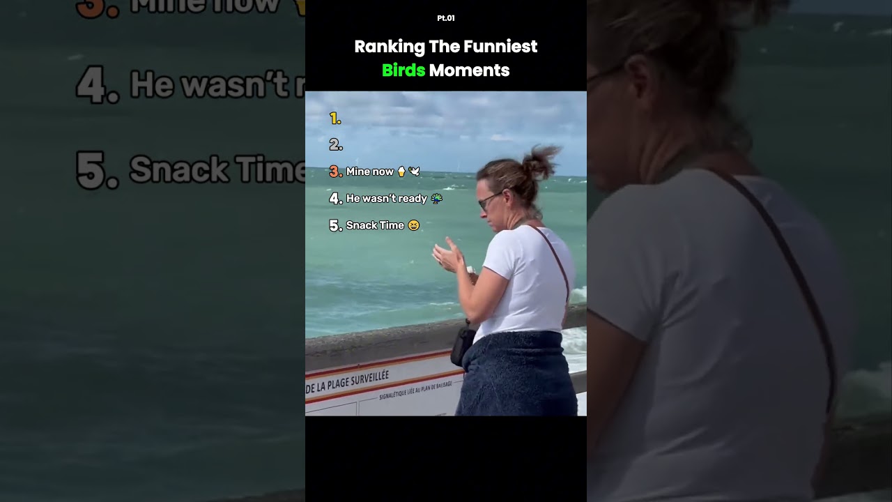 Top 10 Funniest Bird Moments Ever 🐦