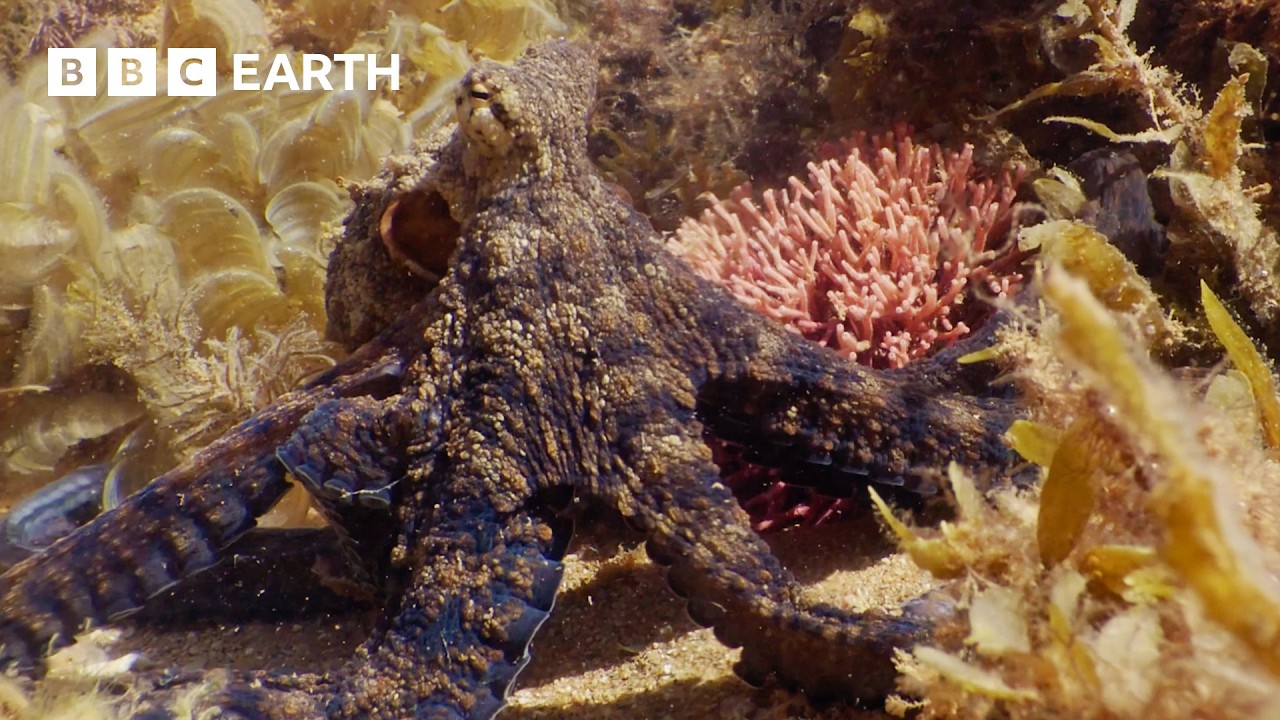 3 Hours of Marine Life | BBC Earth π