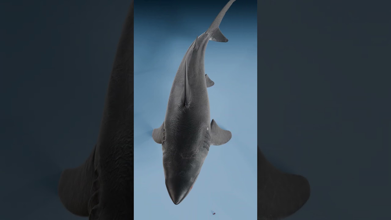 Comparing the Eye and Teeth of the Megalodon
