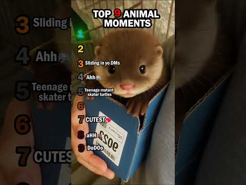 🐾 Top 9 CUTEST Animal Moments! p2 🐾