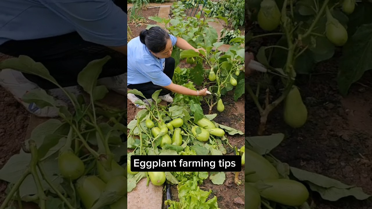 Prune Eggplant for Better Growth 🌱