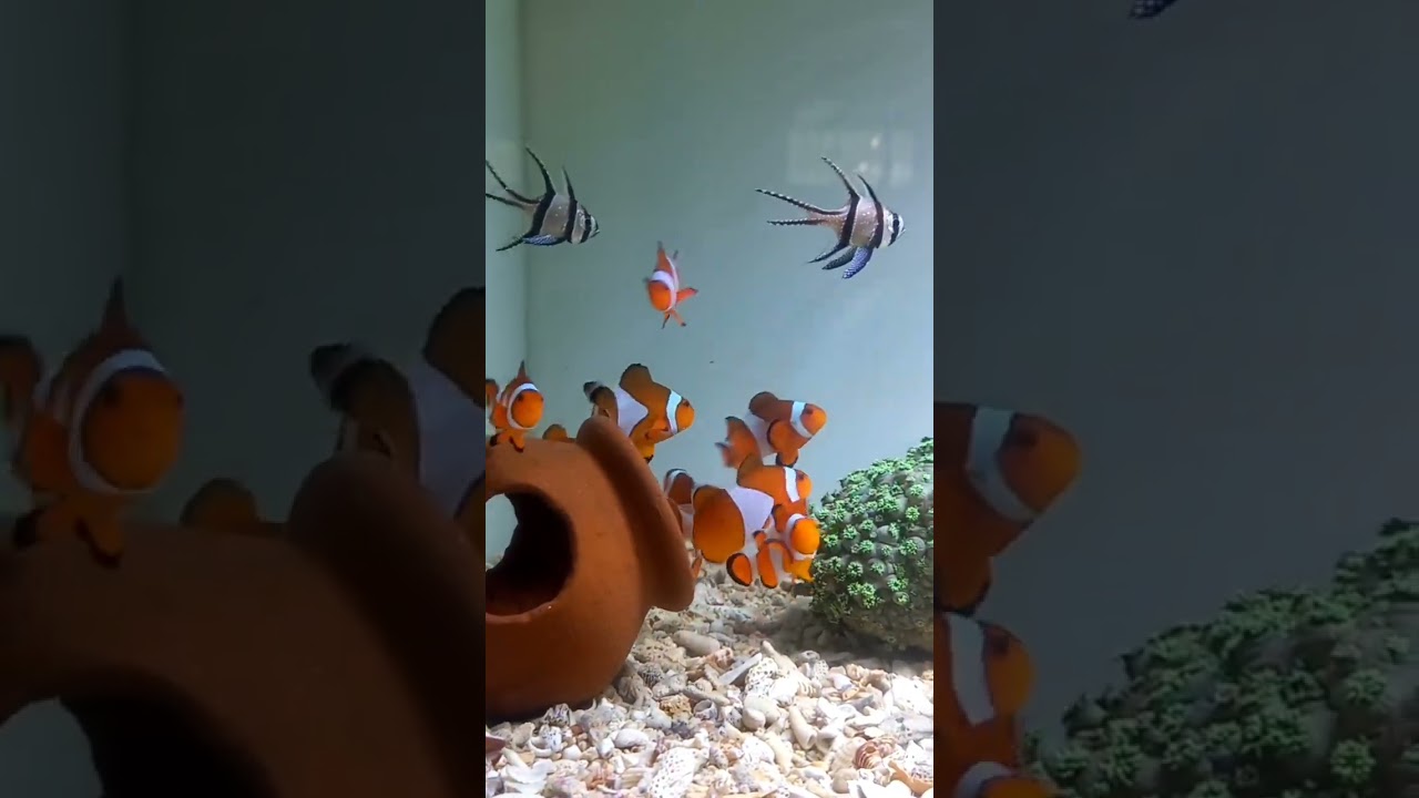 Nemo Hias Aquarium Air Laut 🐠