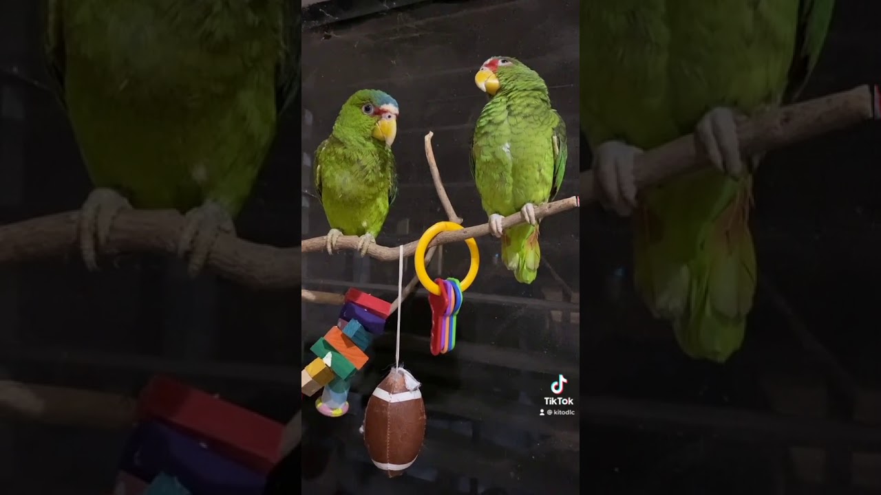 Ponle este audio viral a tu loro 🦜 | Kito Cotorrito