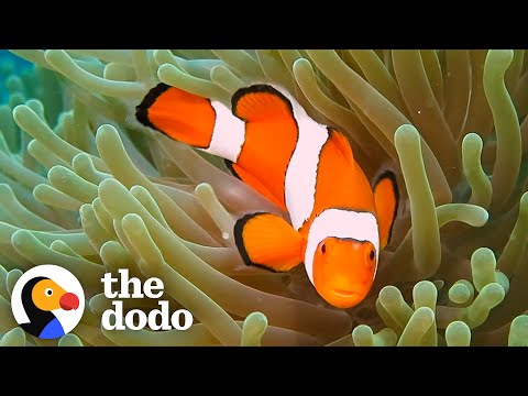 Watch Baby Clownfish Hatch and Grow Their First Stripes ๐