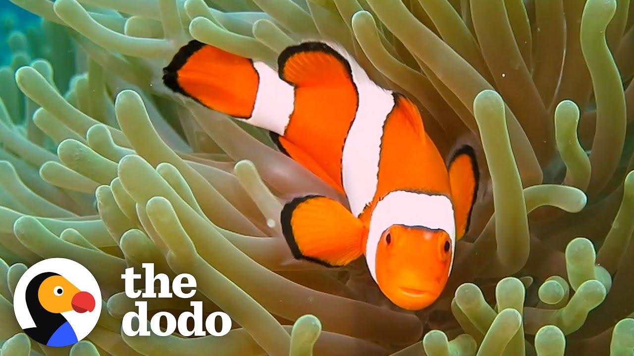 Watch Baby Clownfish Hatch and Grow Their First Stripes 🐠