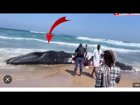 Insolite : une baleine échoue à la plage de Diamalaye