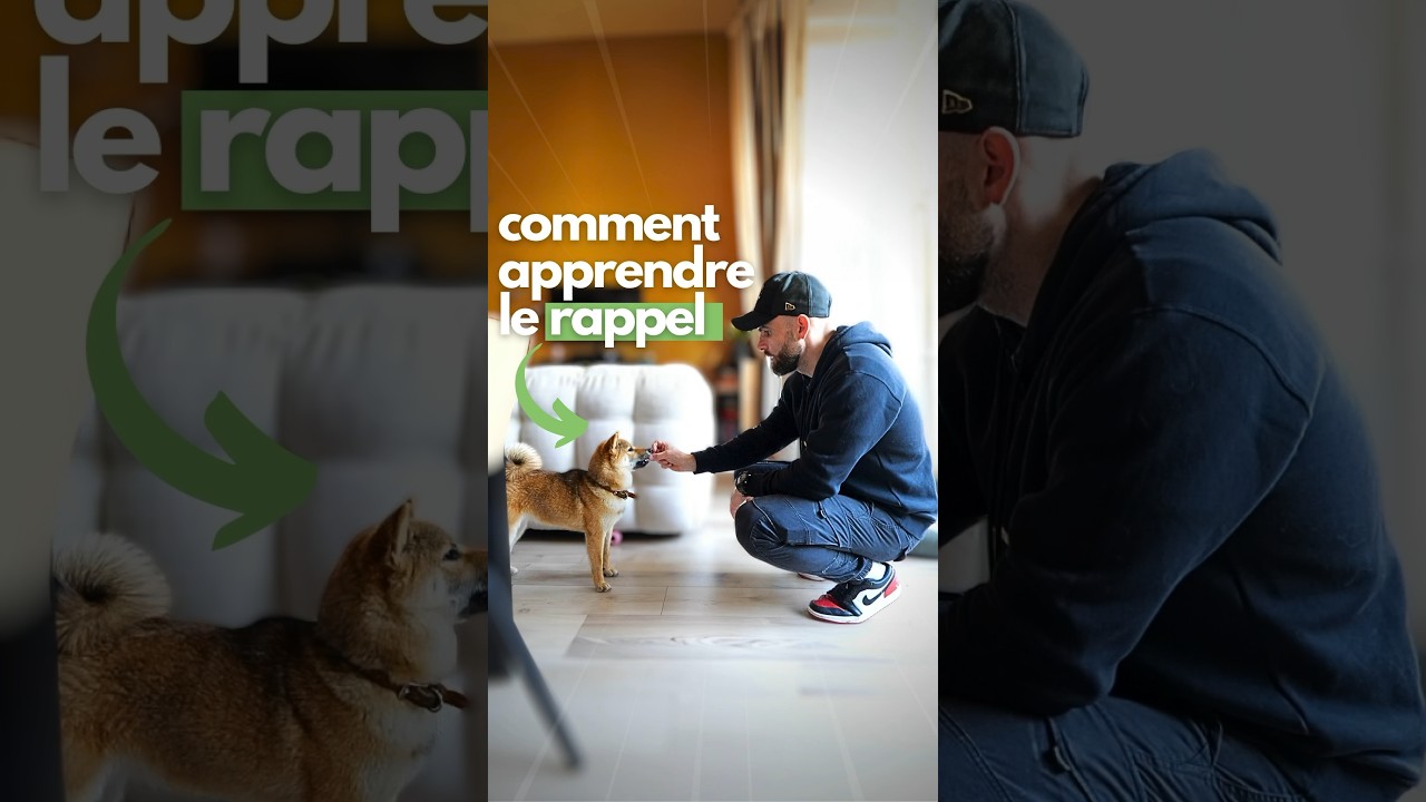 Comment APPRENDRE le RAPPEL à votre chien ?