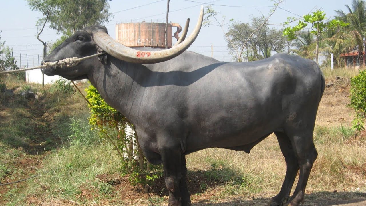 Water Buffalo: Vital Domestic Animal π