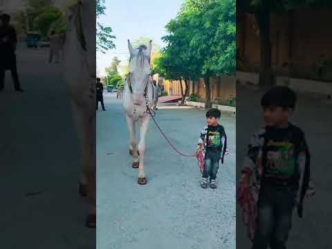 Zuljana shahzada Ali Akbar A.S