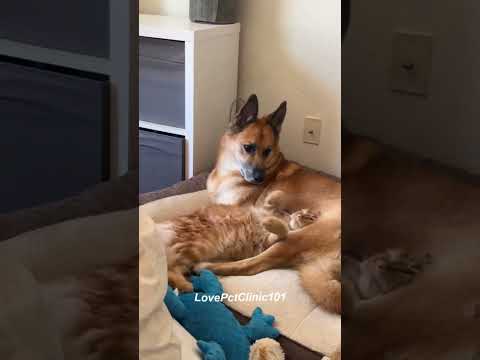 Amizade entre animais! #animais #cachorro #gato