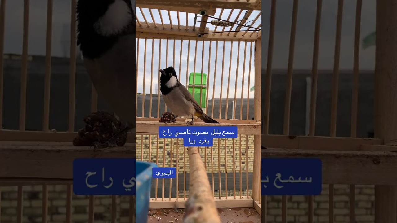 تغريد بلبل ابو الخصيب فول #تغريد_بلبل #اشترك #بلابل_علاوي #بلابل #لايك_للمقطع