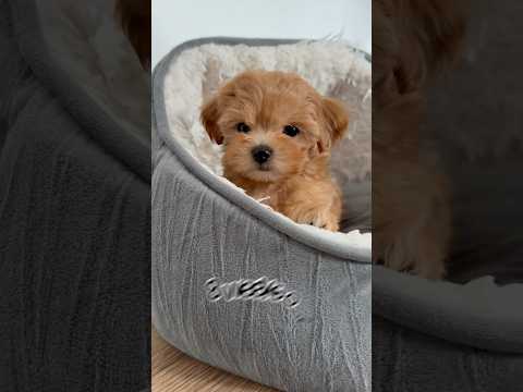 From 2 weeks to 2 months old!! Maltipoo puppy growing up video #puppy #puppylife #cute #dogs #short
