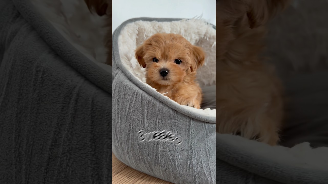 Adorable Maltipoo Puppy Growth | From 2 Weeks to 2 Months ๐ถ