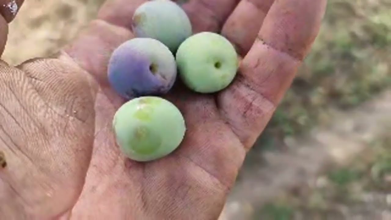¡Deja de Llover! ¿Por qué No Funciona Mi Pronóstico? ☔