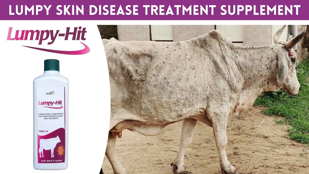 Lumpy-Hit: Cow Lumpy Skin Disease Supplement 🐄