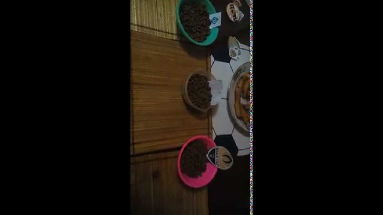 Прогноз на матч Динамо — Шахтёр ⚽