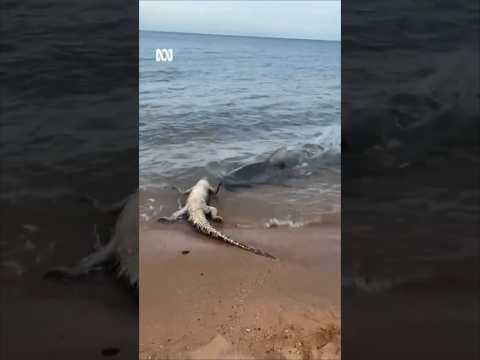 When you thought Australian beaches couldn't get any scarier | ABC News