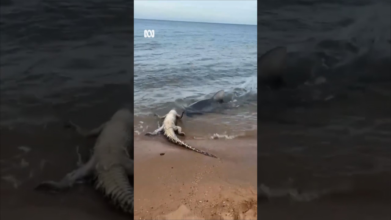 Shocking Encounter: Shark Attacks Crocodile at Australian Beach 🦈