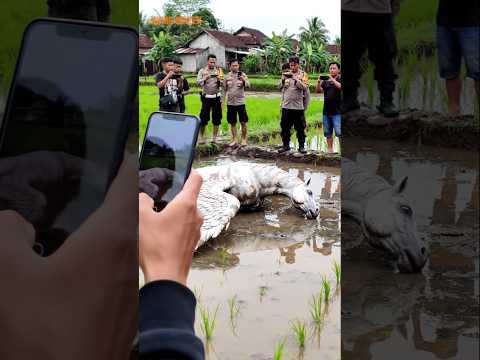 GEGER PENEMUAN SEEKOR KUDA BERSAYAP JATUH DI PESAWAHAN WARGA!! #shorts